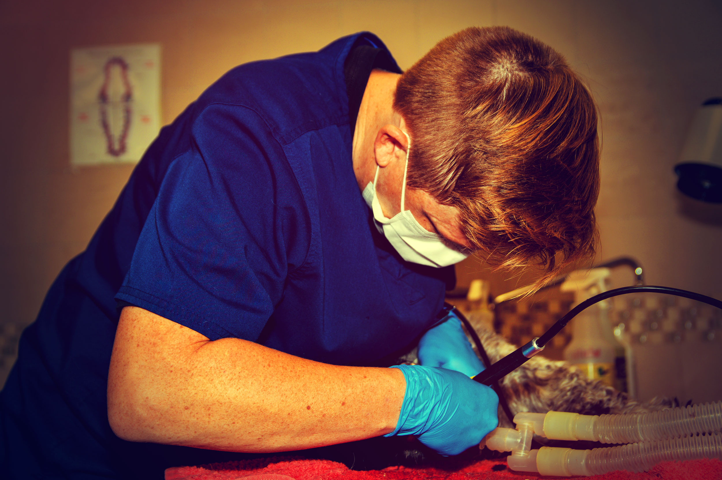 Animal Care Clinic Huntsville Al Decatur, AL Urgent Care