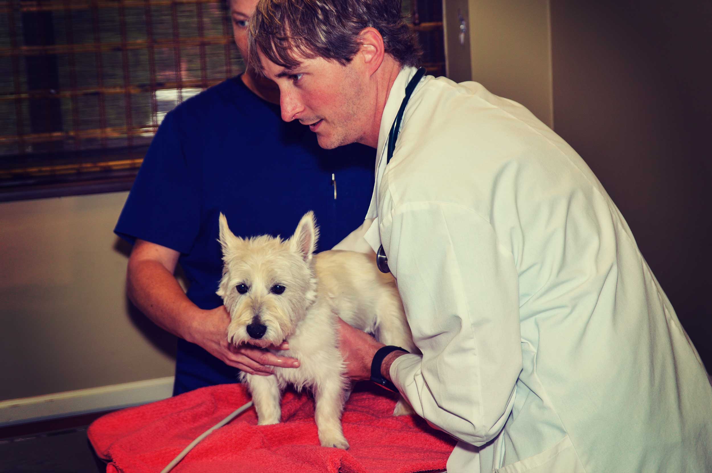 Animal Care Clinic - Huntsville, AL Veterinary Clinic Animal Care Clinic - Huntsville, AL Veterinary Clinic