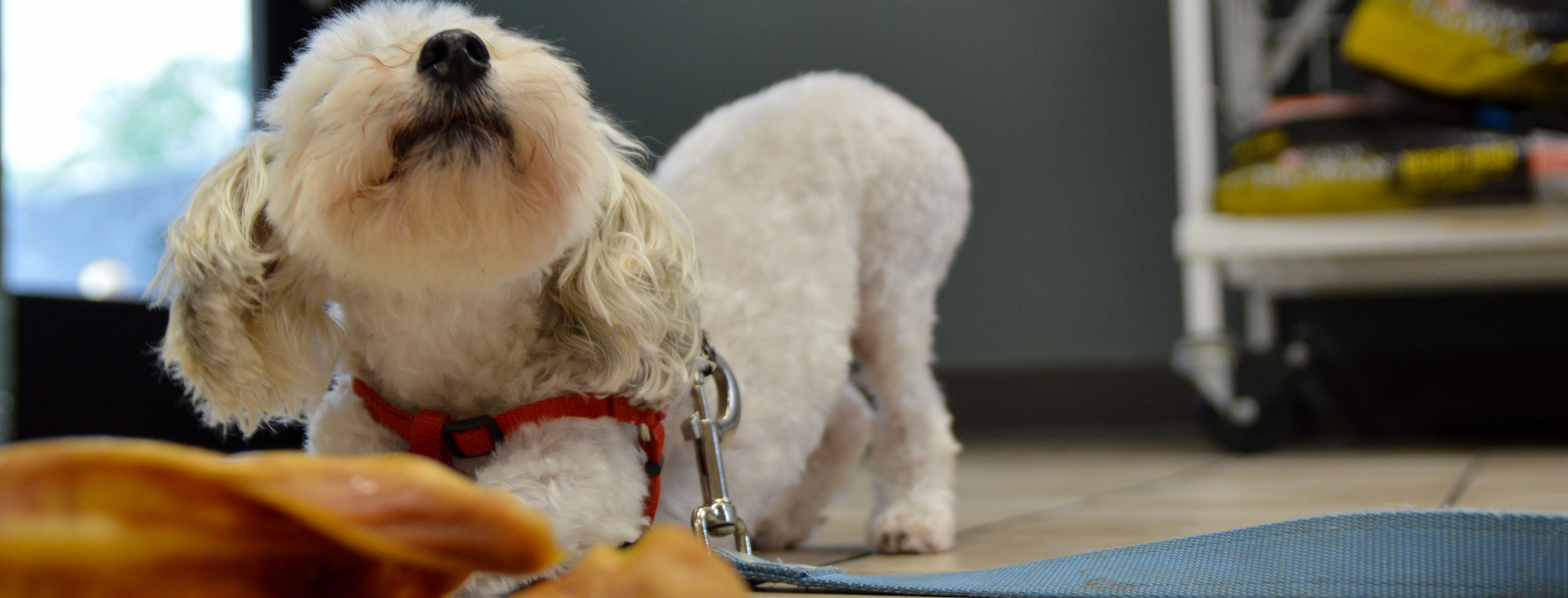 Animal Care Clinic Huntsville, AL Veterinary Clinic